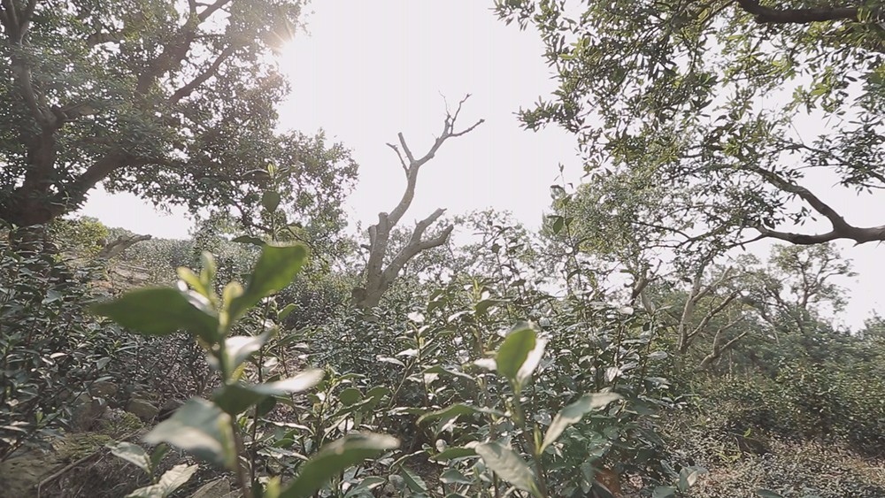 云南碧螺春和苏州碧螺春的区别,苏州哪里可以买到真正碧螺春