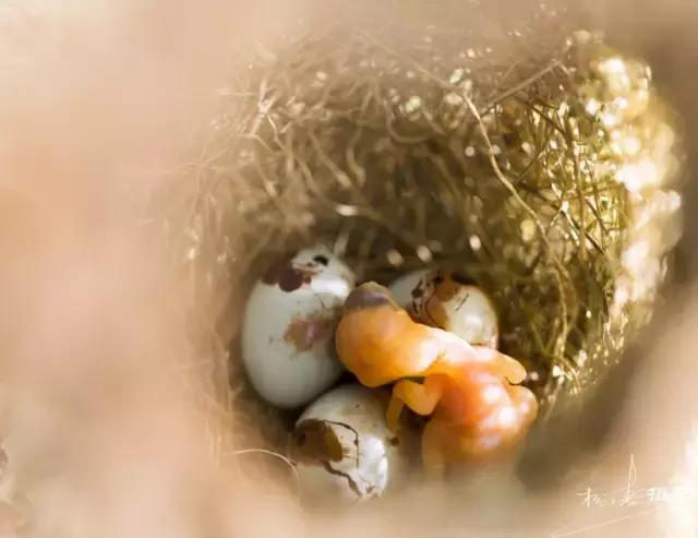 这是一篇只有鸟的美篇，却深深地打动了我