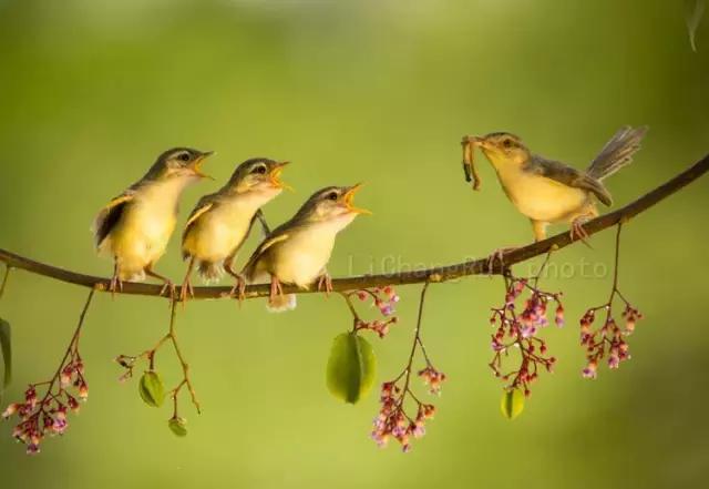 这是一篇只有鸟的美篇，却深深地打动了我