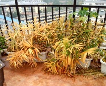 生姜在花盆里种几年才能长成老姜,家里花盆生姜种植技术大全