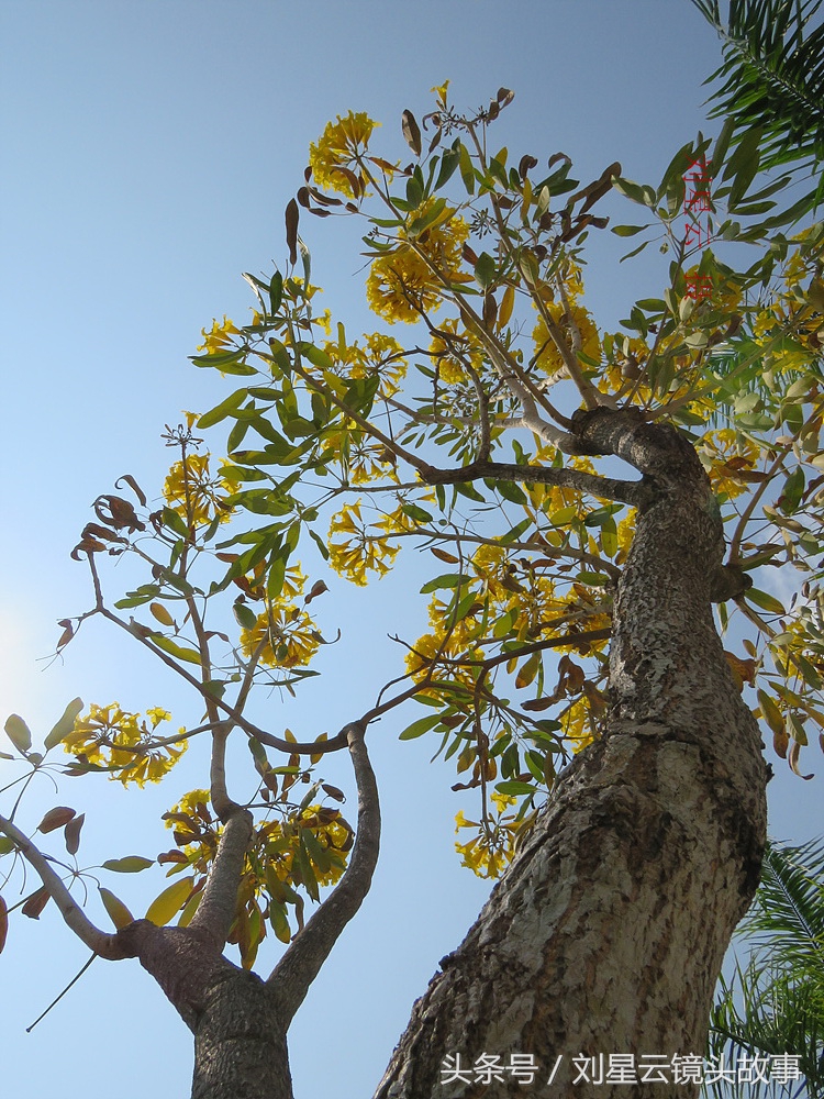 三亚黄花风铃花,三亚黄花风铃