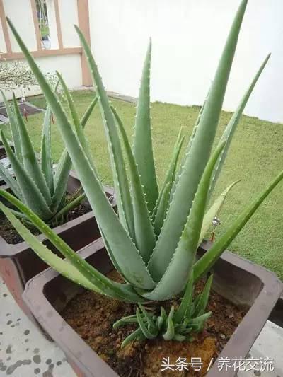 养了18年的芦荟第二次开花,长成树的芦荟