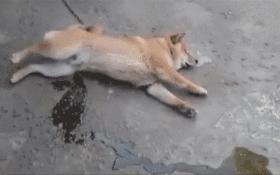 爆笑GIF图片,搞笑gif趣图乒乓球新打法