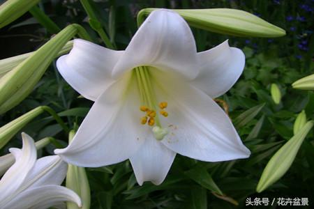 百合花象征什么百年好合,百合花图片大全家里养百合花好吗