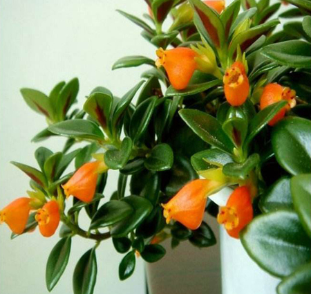 金鱼吊兰的养护方法和注意事项,金鱼吊兰养护技巧和注意事项