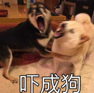 狗狗得了细小会便血吗,狗狗便血不呕吐活泼