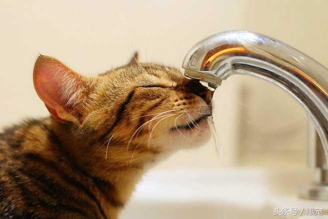 只喝水管流出来的水，这样的猫是不是有病？