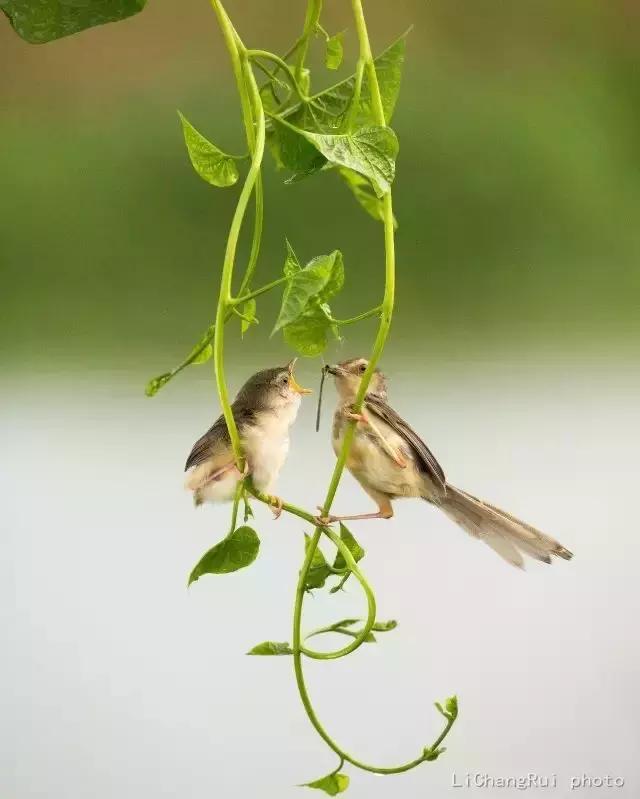 这是一篇只有鸟的美篇，却深深地打动了我