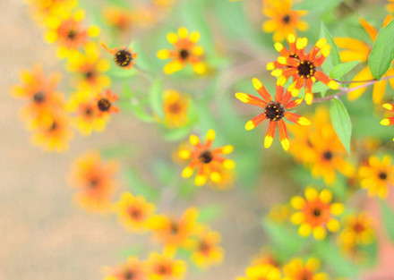 宫颈多发纳氏腺囊肿怎么治疗,孕妇宫颈腺囊肿是什么意思