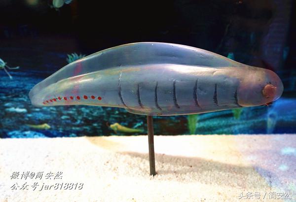 几亿年前海洋生物,生命摇篮澄江老照片