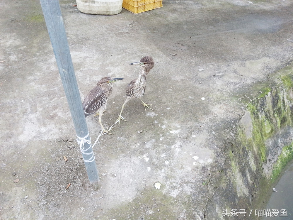 养泥鳅到底是不是个骗局,养泥鳅的十大忠告