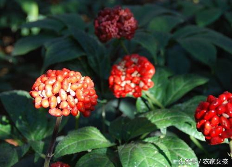 亩产500斤，每斤500元，究竟是致富项目还是种植*局骗**？