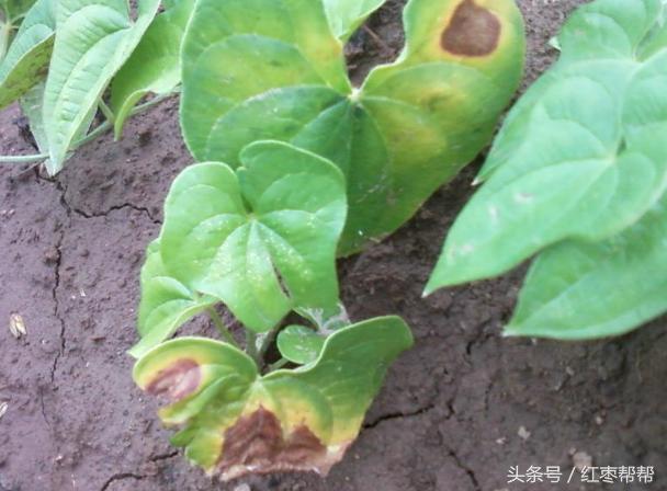 山药常见的病害，山药枯萎病的防治方法