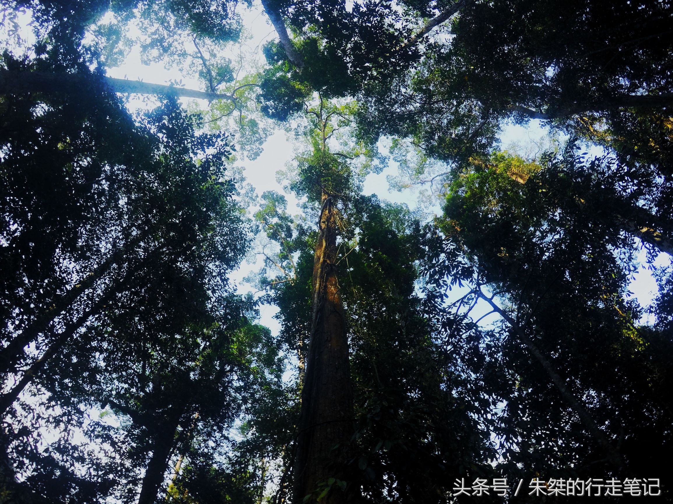 版纳颈椎治疗,西双版纳治疗颈椎好的按摩仪器