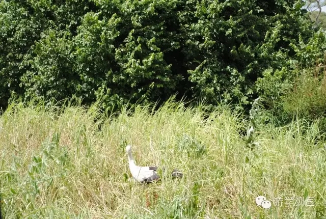 一生必去一次的非洲坦桑尼亚｜回归狂野