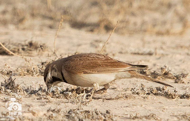 中东荒漠中的“特殊旅行”