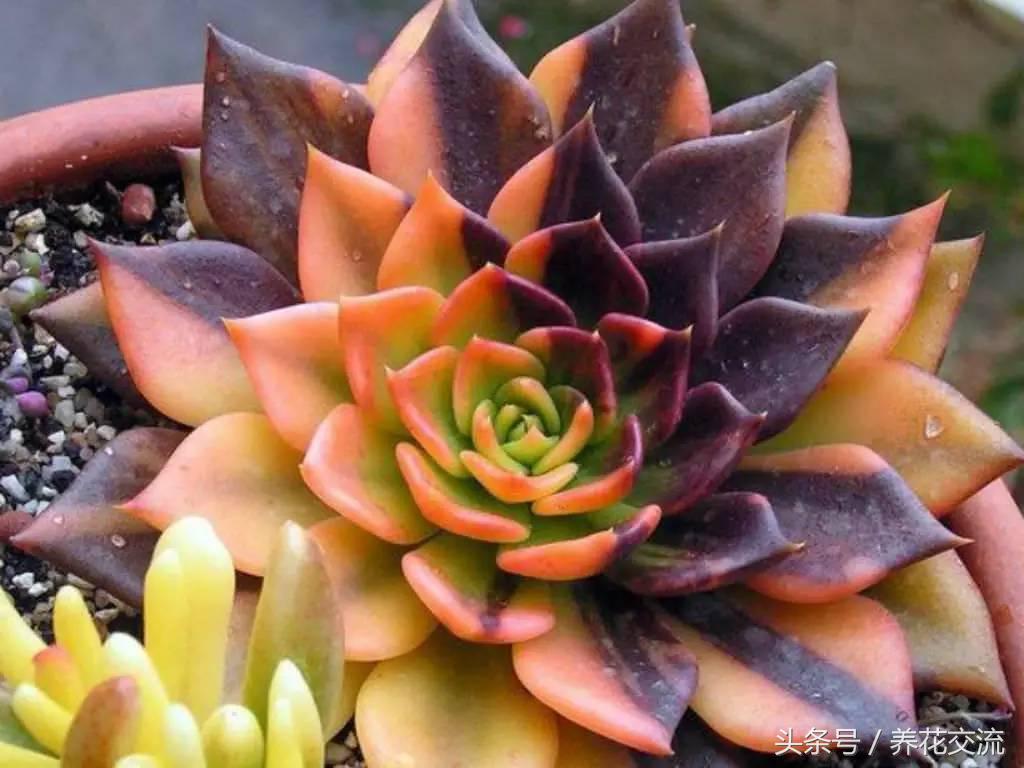 网购被骗种出的离谱花卉,多肉植物从花市买回怎么办