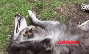 你确定你还是只狼吗？还是好好当你的哈士奇吧！