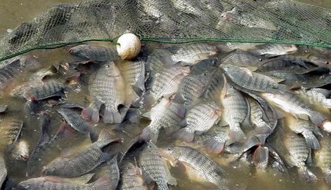 最好吃的100种鱼图片,十大最好吃的鱼视频