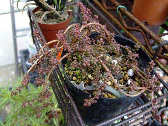 一种国内很少人种养的多肉植物,特别爱喝水,可以半水生