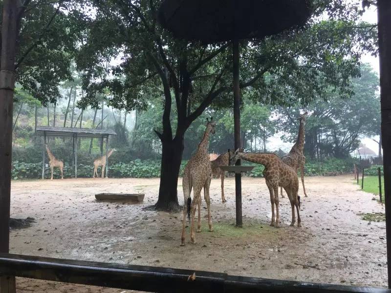 广州长隆野生动物园游玩路线攻略,广州番禺长隆野生动物园详细攻略