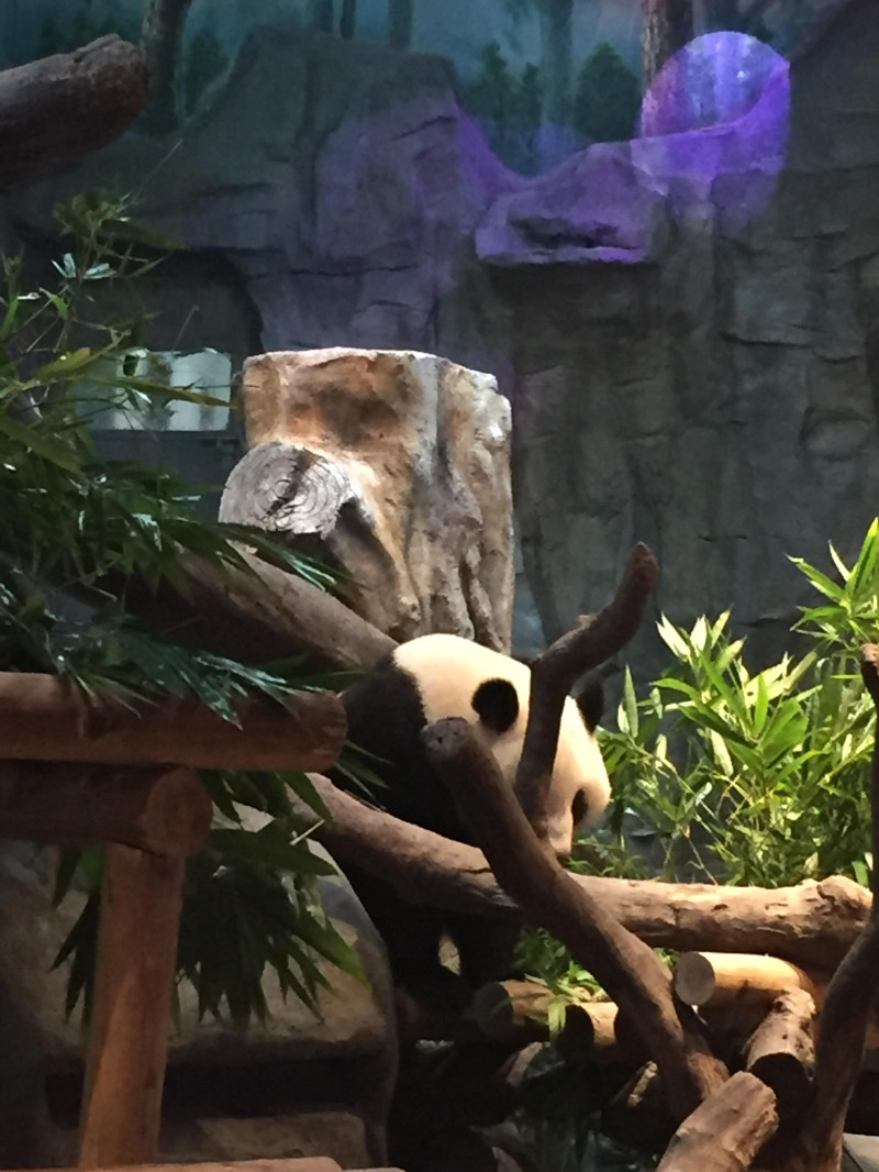 长隆野生动物园自驾游导游,广州长隆野生动物园有导游吗