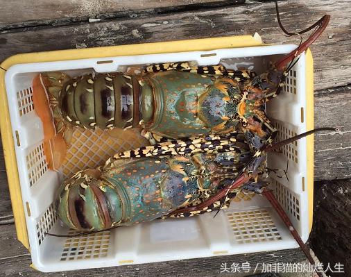 马来西亚亚庇到美人鱼岛,亚庇美人鱼岛游记