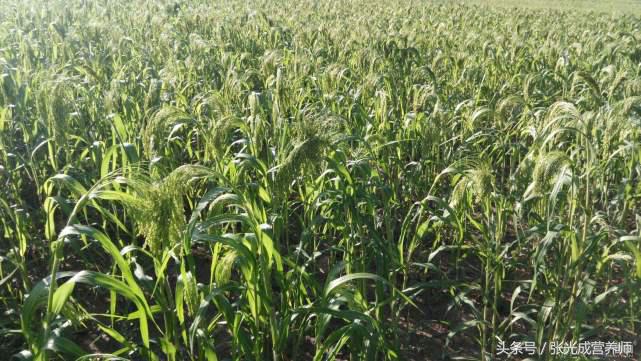 山西特色黄米小吃,陕北小吃黄米粘豆包