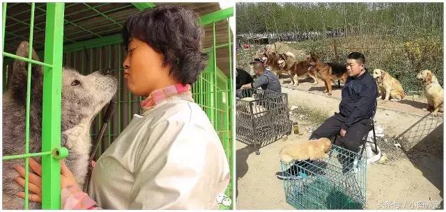 狗贩子和家庭繁育区别,狗贩子vs比特犬