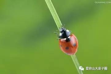 惊掉你下巴的“变态”虫生！盘点动物界那些长着长着就变形的主儿