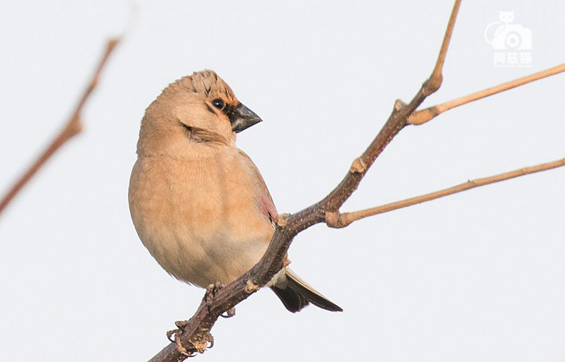 以色列,闯入“禁区”的观鸟人