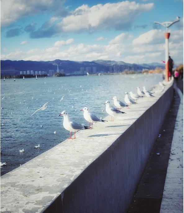 春季手机摄影大赛,摄影有哪些大赛