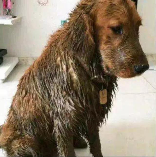 养一条狗真不容易,金毛如果一直长不大就好了