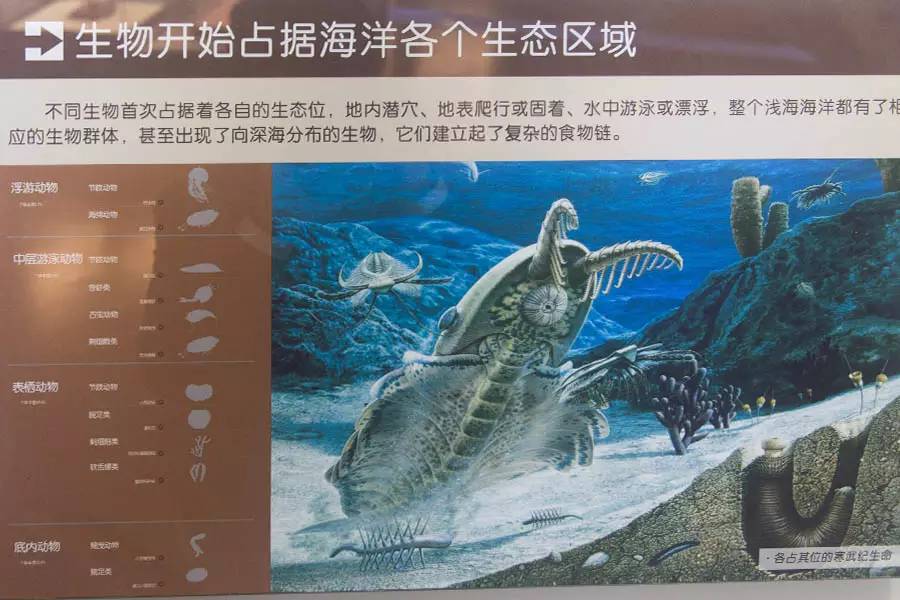 探寻人类的起源之谜,探寻人类祖先的奥秘