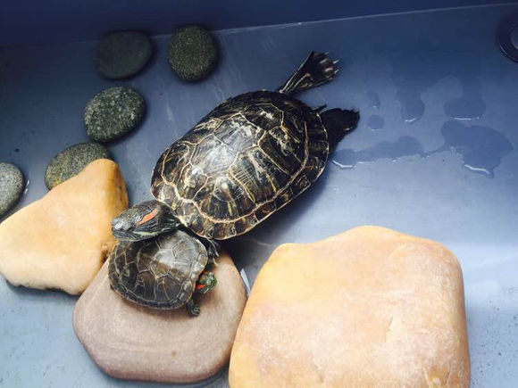 养了两只巴西龟早晨一只就剩空壳,养了七年的巴西龟终于生蛋了