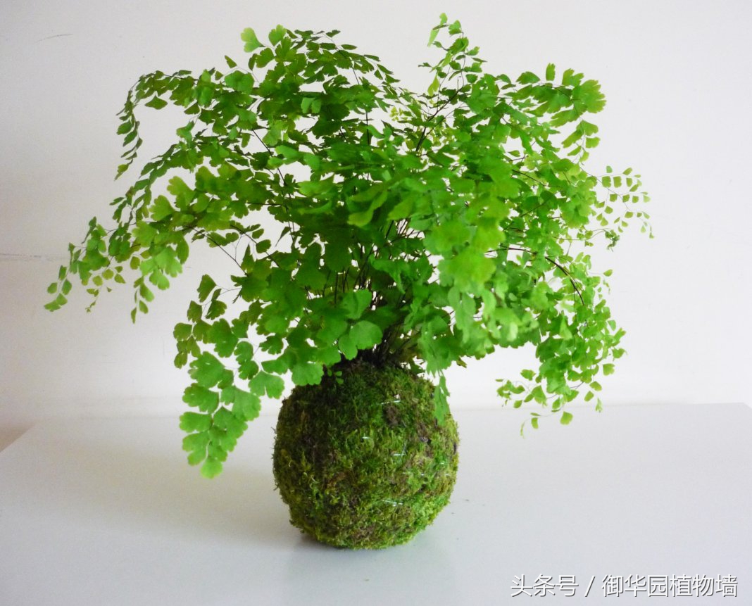 植物墙怎么选择,植物墙选什么树好