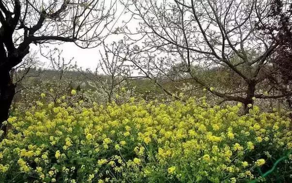 不亚樱桃沟、赛过杏花谷的洪庆墨玉河竟然没多少人知道！