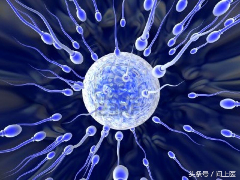 精子秘密,精子的秘密