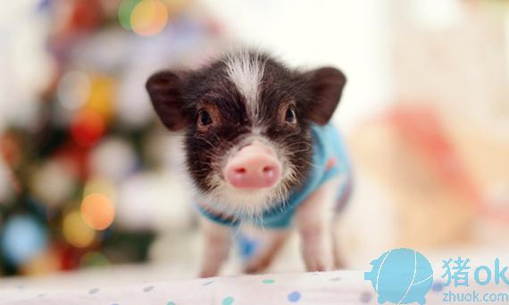 治仔猪水肿病的特效药,治疗仔猪水肿方法