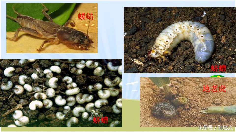 马上开始播种花生,快要种花生了