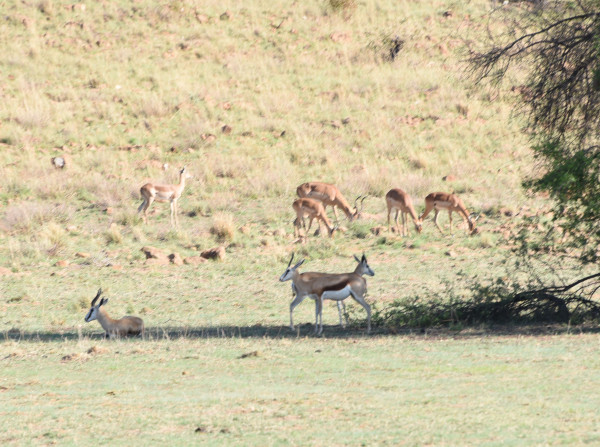 彩虹国家南非,彩虹国度南非之旅