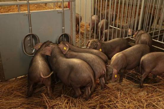 网易丁磊的猪怎么样了,网易养猪丁磊现状