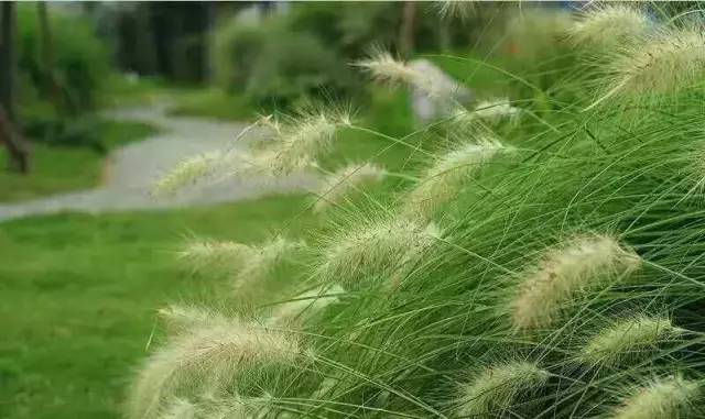 观赏草美景图片大全,观赏草叶