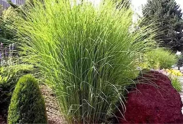 观赏草美景图片大全,观赏草叶