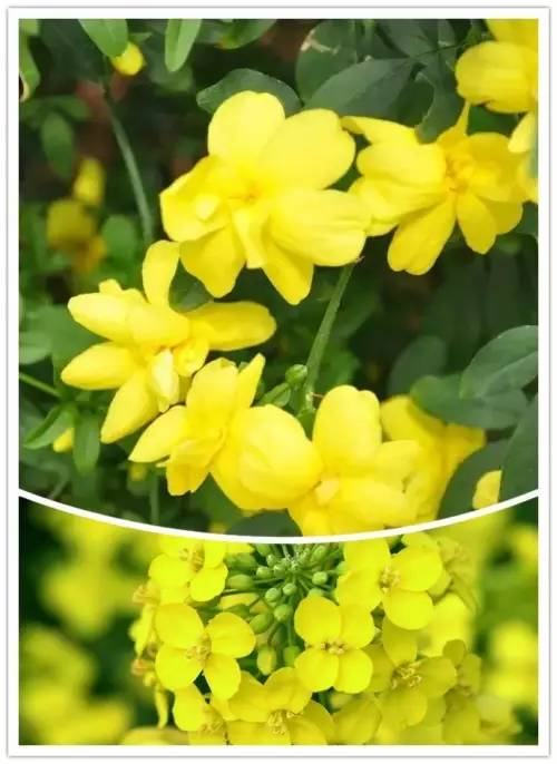 开衫针织毛衣时尚款,从上向下织的翻领平肩开衫毛衣