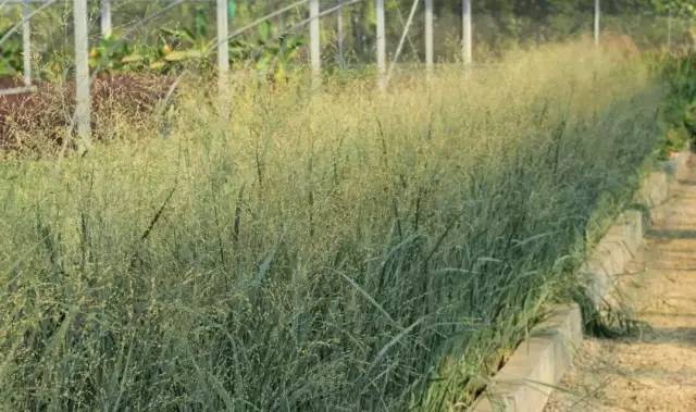 观赏草美景图片大全,观赏草叶