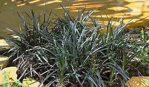 观赏草美景图片大全,观赏草叶