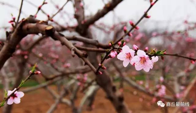 我叫商丘,这是我的最新简历,请多关照!