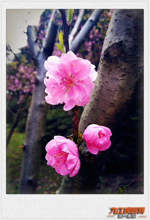 人间四月芳菲尽山寺桃花始盛开,人间四月芳山寺桃花始盛开
