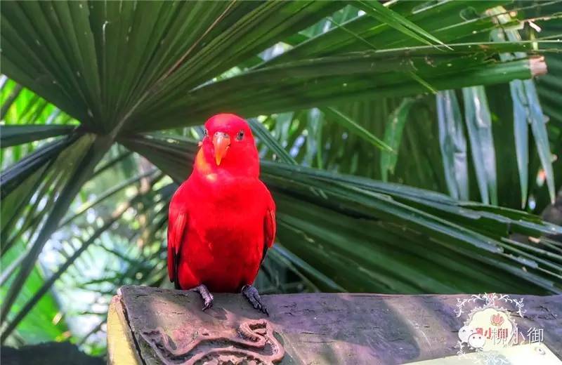 春节旅游新加坡,还能不能春节旅游去新加坡